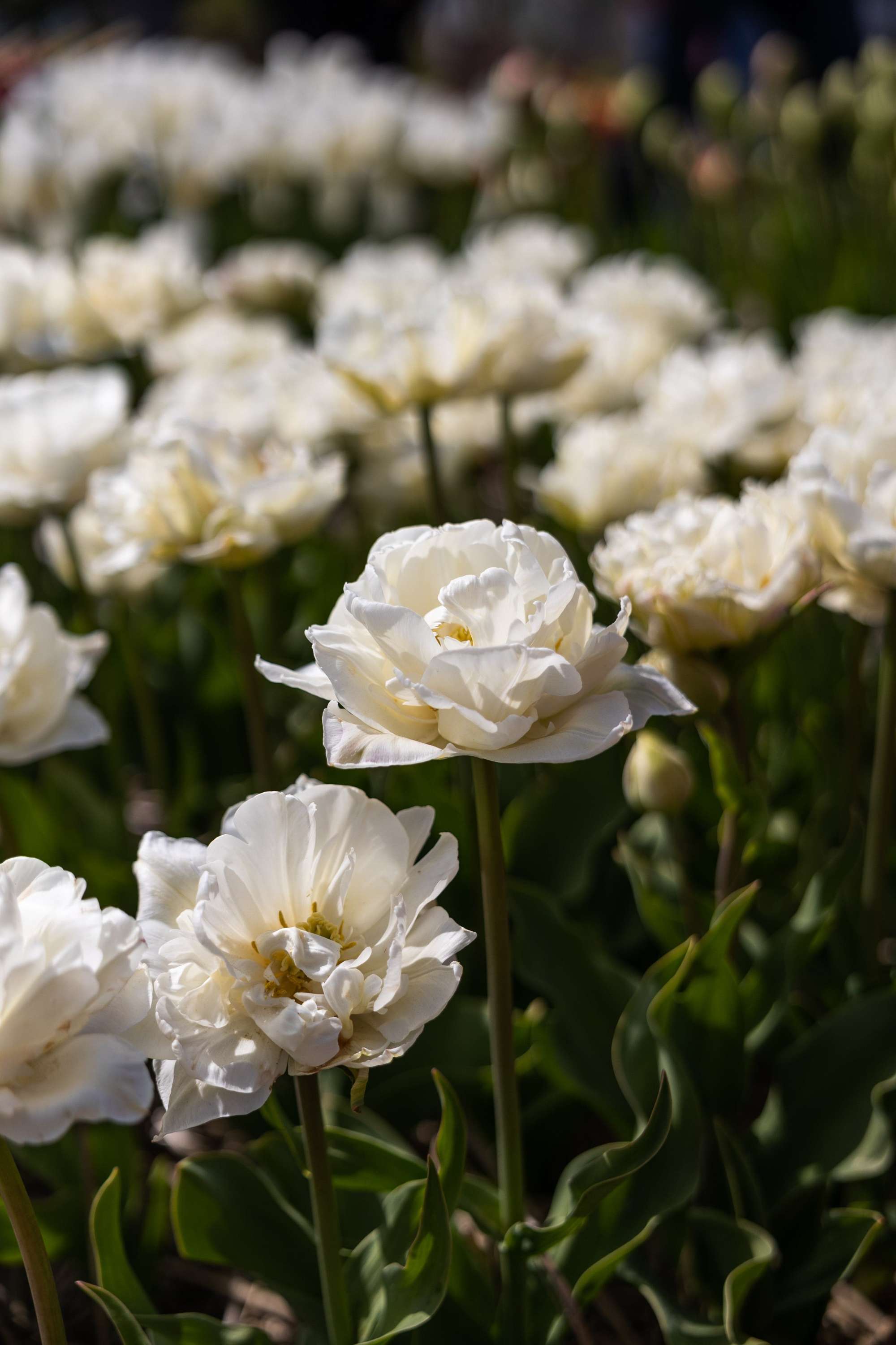 Tulpan 'Mount Tacoma'